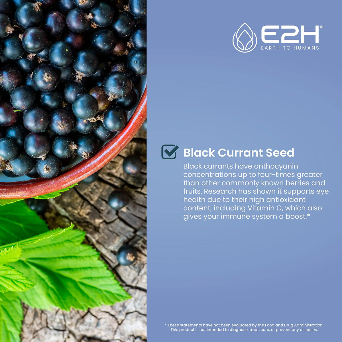 E2H Natural Black Currant Extract – Cold Pressed Seed, Immune Support, Fast-Absorbing Liquid (2 Bottles) BritishVita | Premium UK Vitamins & Wellness Supplements