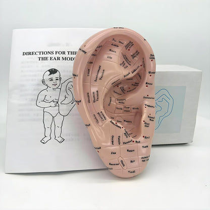 Ear Acupuncture Model 17cm – Ear Zone Model, Ear Massage, Ear Acupoints Learning