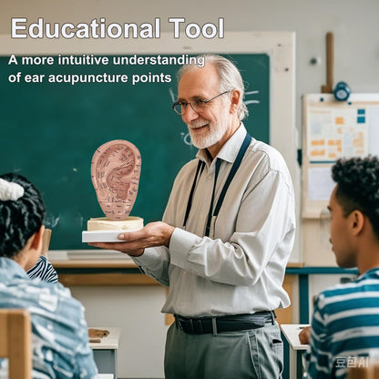 Ear Acupuncture Model 17cm – Ear Zone Model, Ear Massage, Ear Acupoints Learning