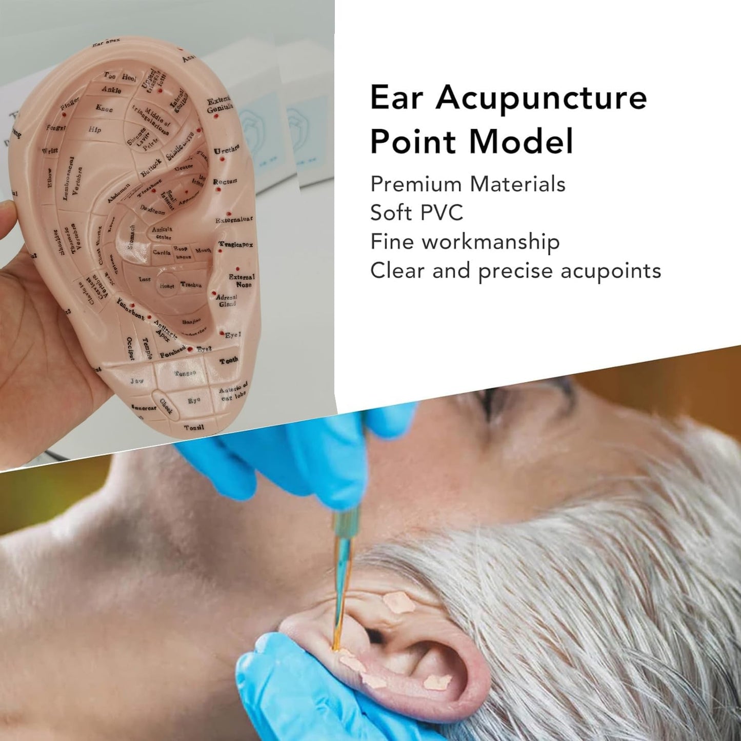Ear Acupuncture Model 17cm – Ear Zone Model, Ear Massage, Ear Acupoints Learning
