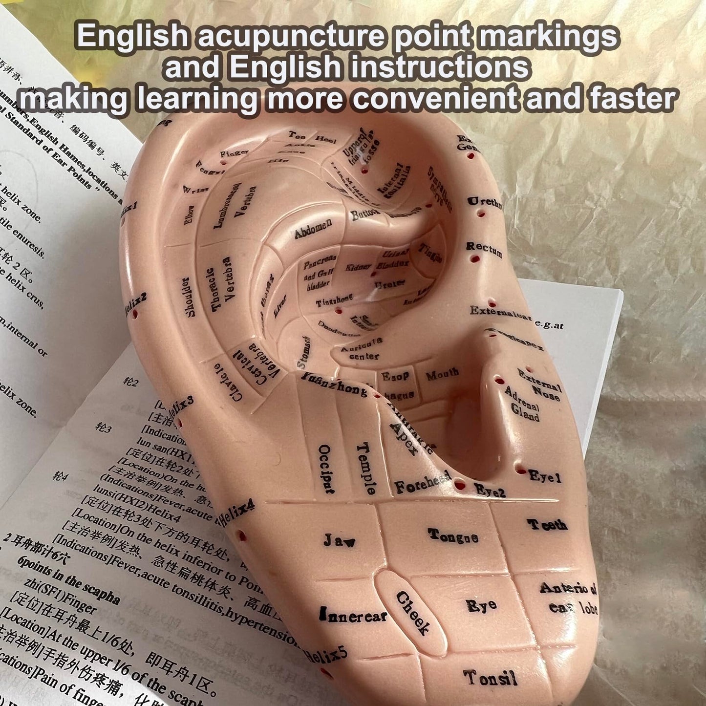 Ear Acupuncture Model 17cm – Ear Zone Model, Ear Massage, Ear Acupoints Learning