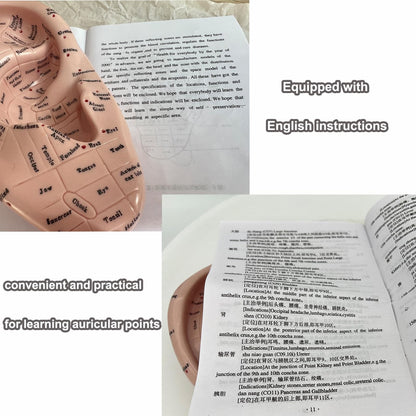 Ear Acupuncture Model 17cm – Ear Zone Model, Ear Massage, Ear Acupoints Learning