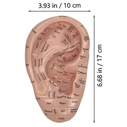 Ear Acupuncture Model 17cm – Ear Zone Model, Ear Massage, Ear Acupoints Learning