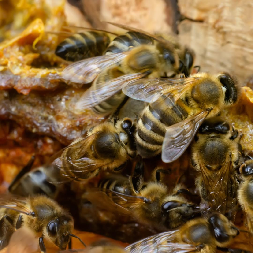 Earthborn Elements Bee Propolis – 200 Capsules, Pure & Natural, Gluten-Free & Non-GMO