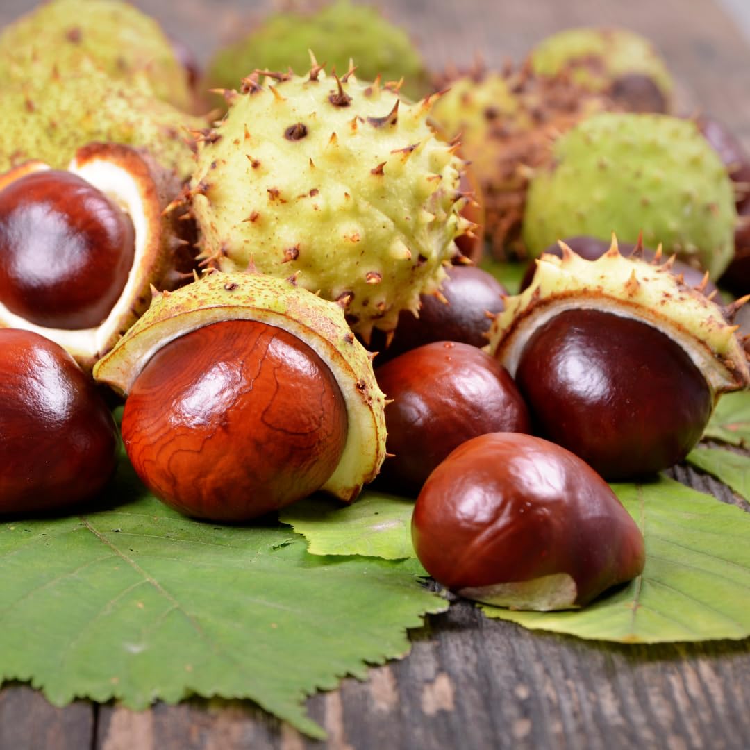 Earthborn Elements Horse Chestnut 200 Capsules – Pure & Undiluted