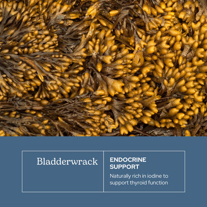 Eclectic Herb Bladderwrack Capsules — Freeze-Dried Seaweed for Endocrine Support, Skin & Hair | Vegan, Non-GMO (90 ct, 600 mg)