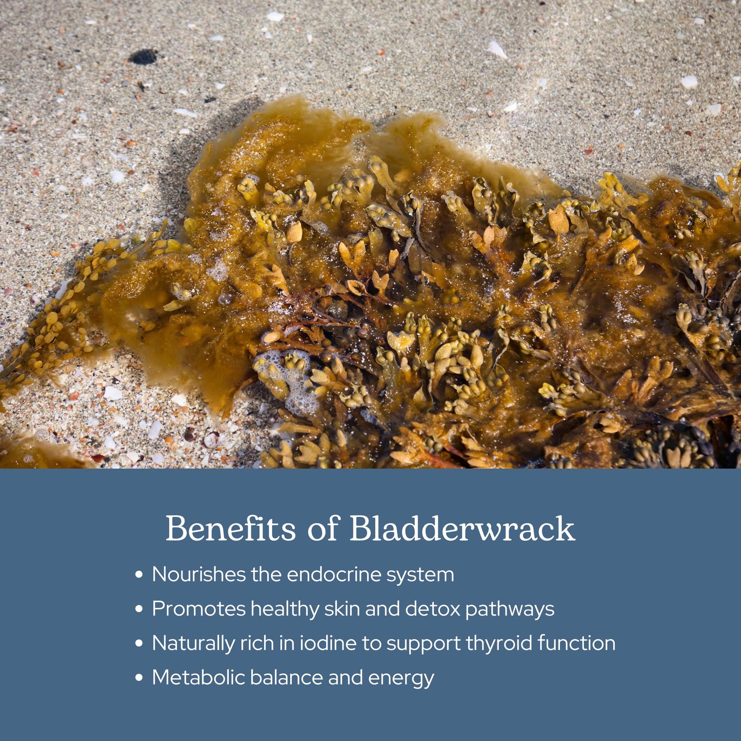Eclectic Herb Bladderwrack Capsules — Freeze-Dried Seaweed for Endocrine Support, Skin & Hair | Vegan, Non-GMO (90 ct, 600 mg)