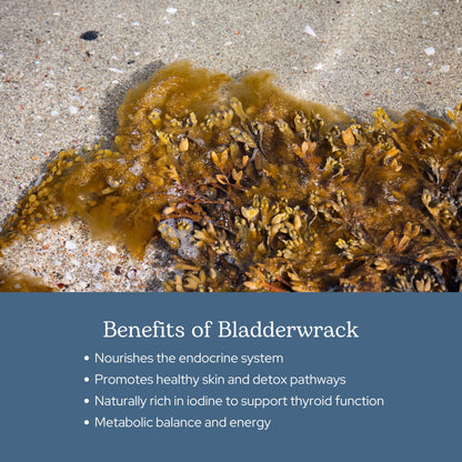 Eclectic Herb Bladderwrack Capsules — Freeze-Dried Seaweed for Endocrine Support, Skin & Hair | Vegan, Non-GMO (90 ct, 600 mg)