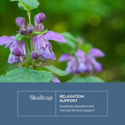 Eclectic Herb Skullcap Capsules - Natural Sleep, Relaxation & Calm (90 CT, 350 mg)