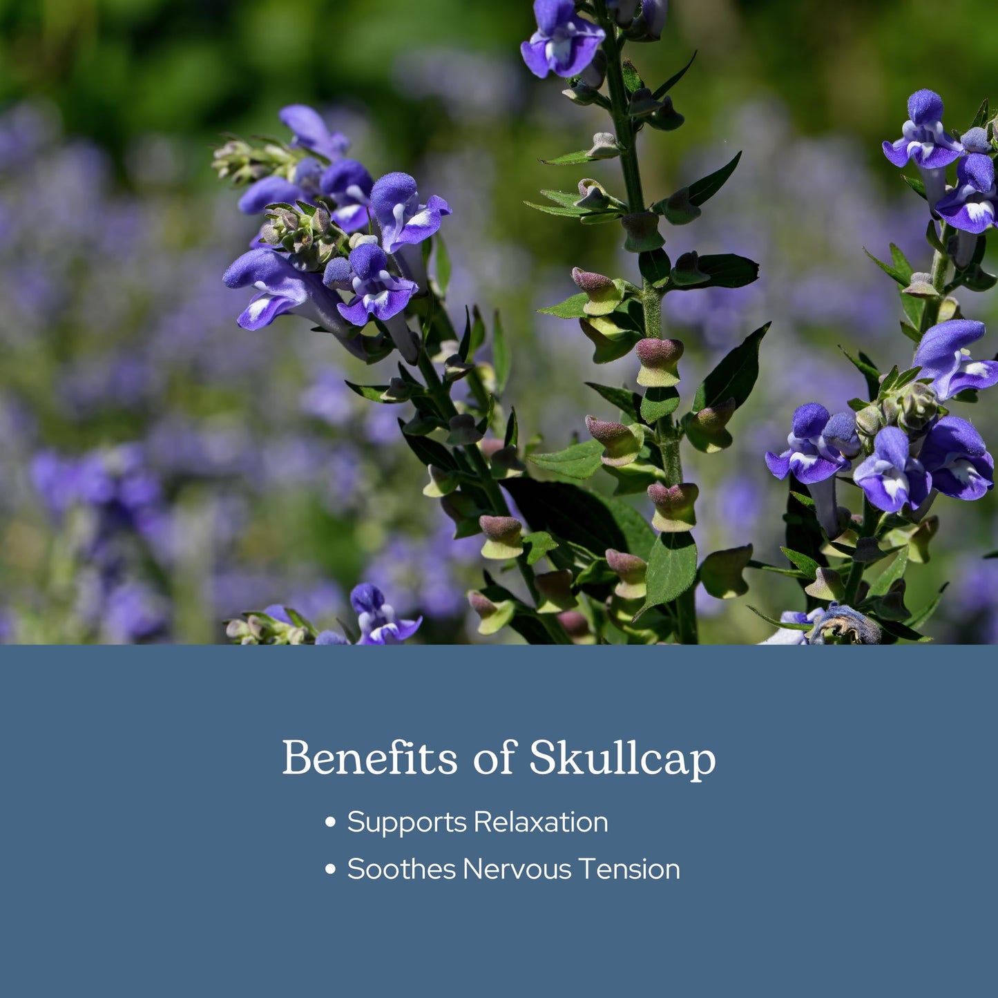 Eclectic Herb Skullcap Capsules - Natural Sleep, Relaxation & Calm (90 CT, 350 mg)