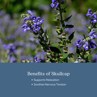 Eclectic Herb Skullcap Capsules - Natural Sleep, Relaxation & Calm (90 CT, 350 mg)