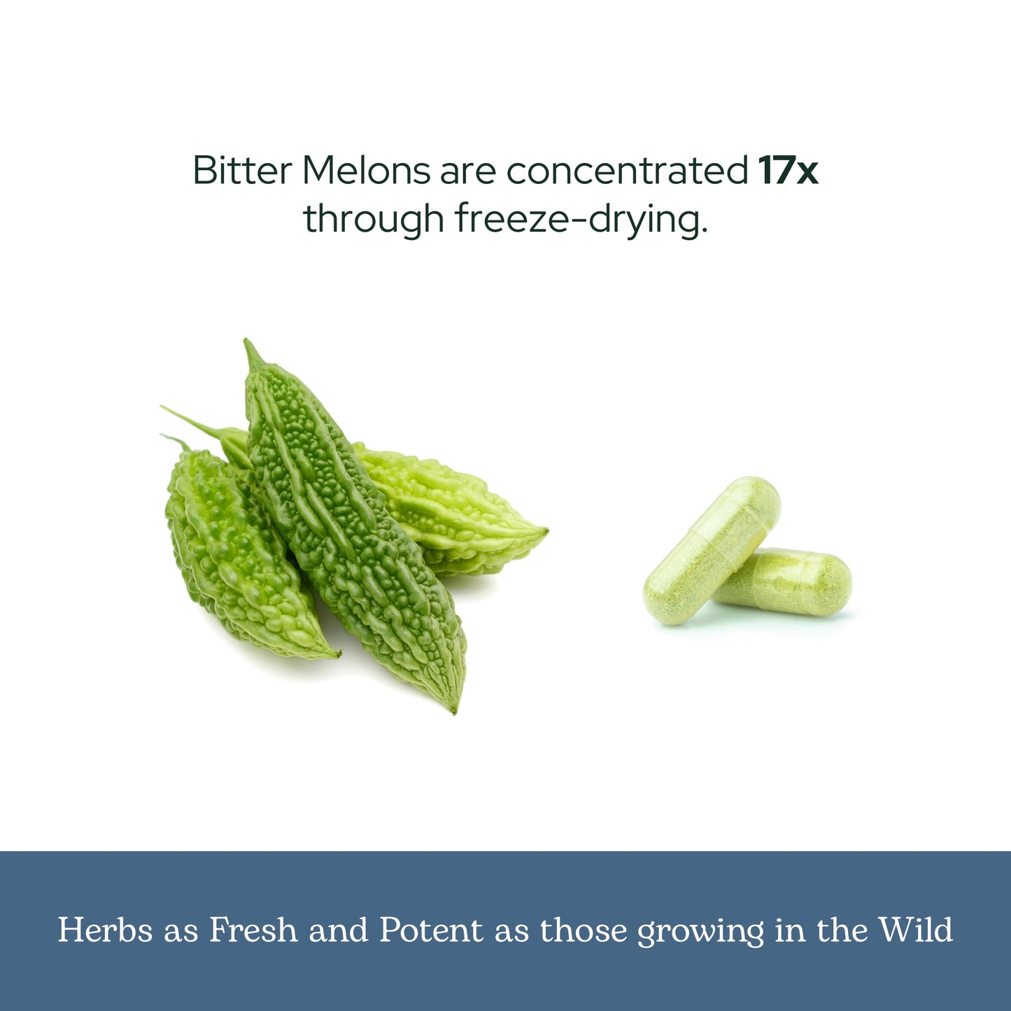 Eclectic Institute Bitter Melon 90 CT | Raw Freeze-Dried 200 mg | Non-GMO, Vegan