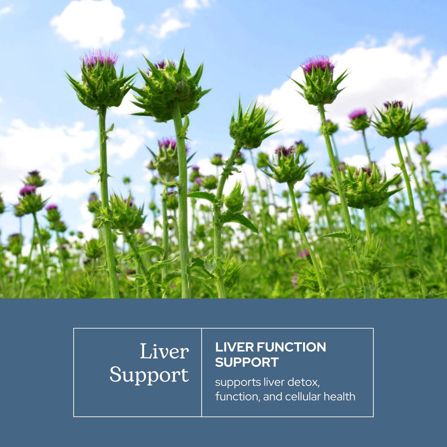 Eclectic Institute Raw Freeze-Dried Liver Support with Milk Thistle & Dandelion – 45 CT (400 mg)