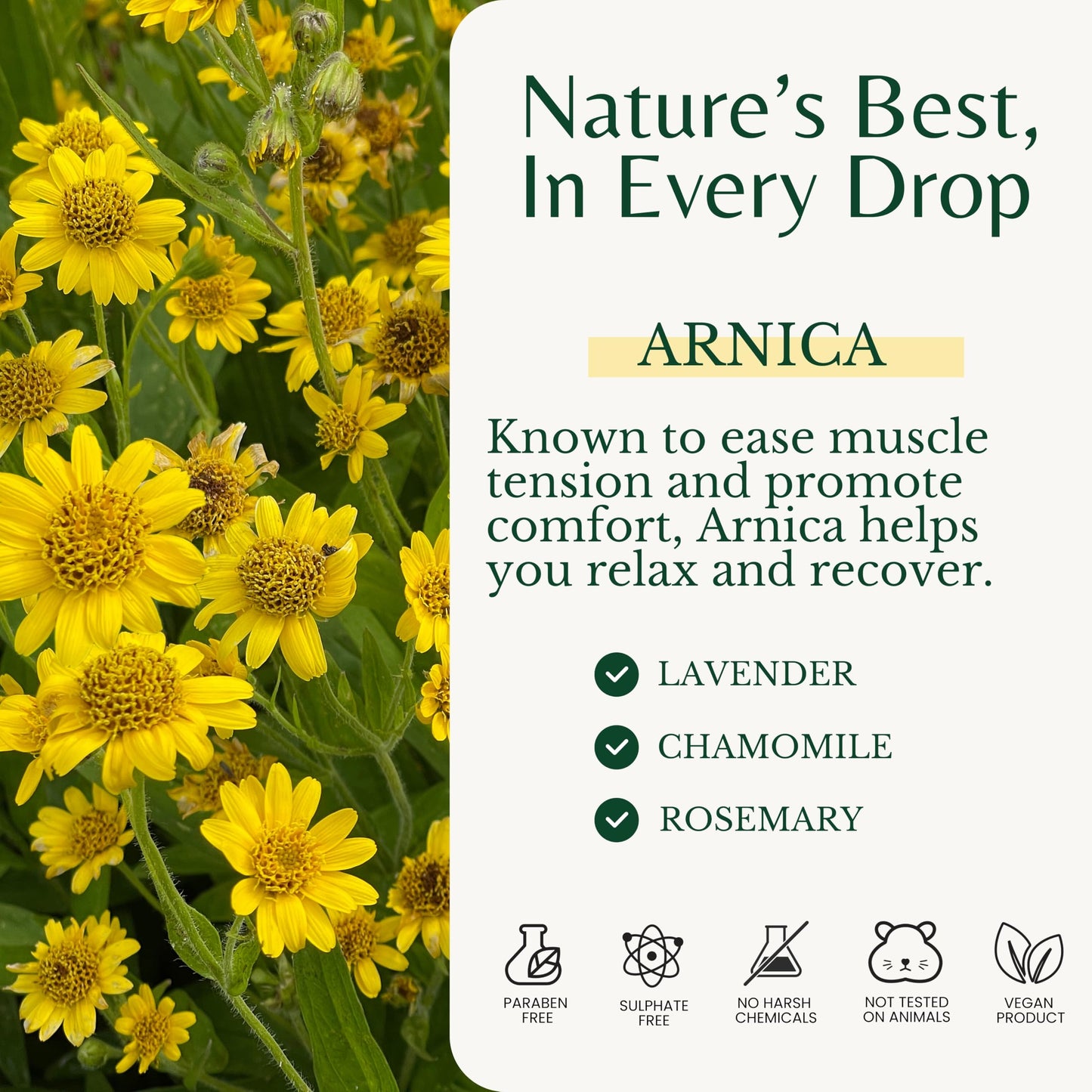 Edenika Botanicals Intense Sore Muscle Massage Oil (2-Pack) – Arnica, Stem Cells for Deep Relief & Joint Comfort