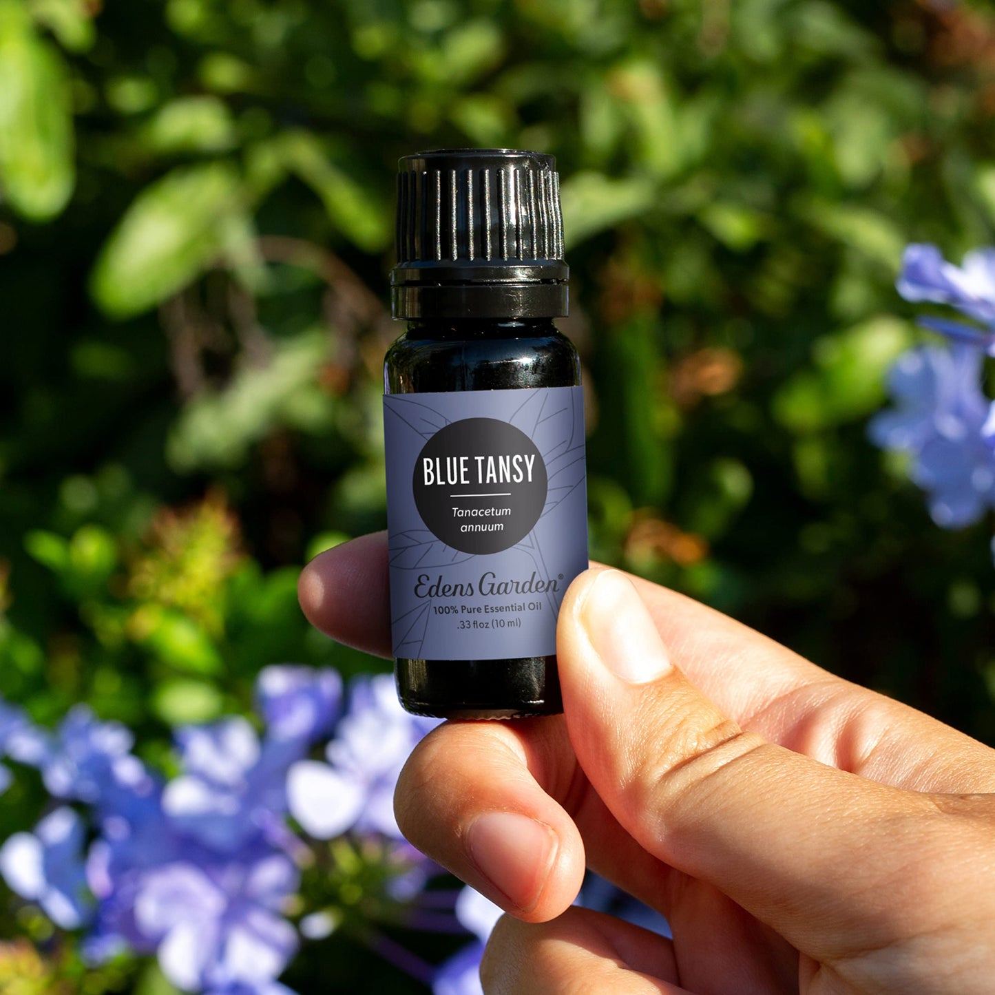Edens Garden Blue Tansy Essential Oil – 100% Pure, Premium Grade, 30 ml