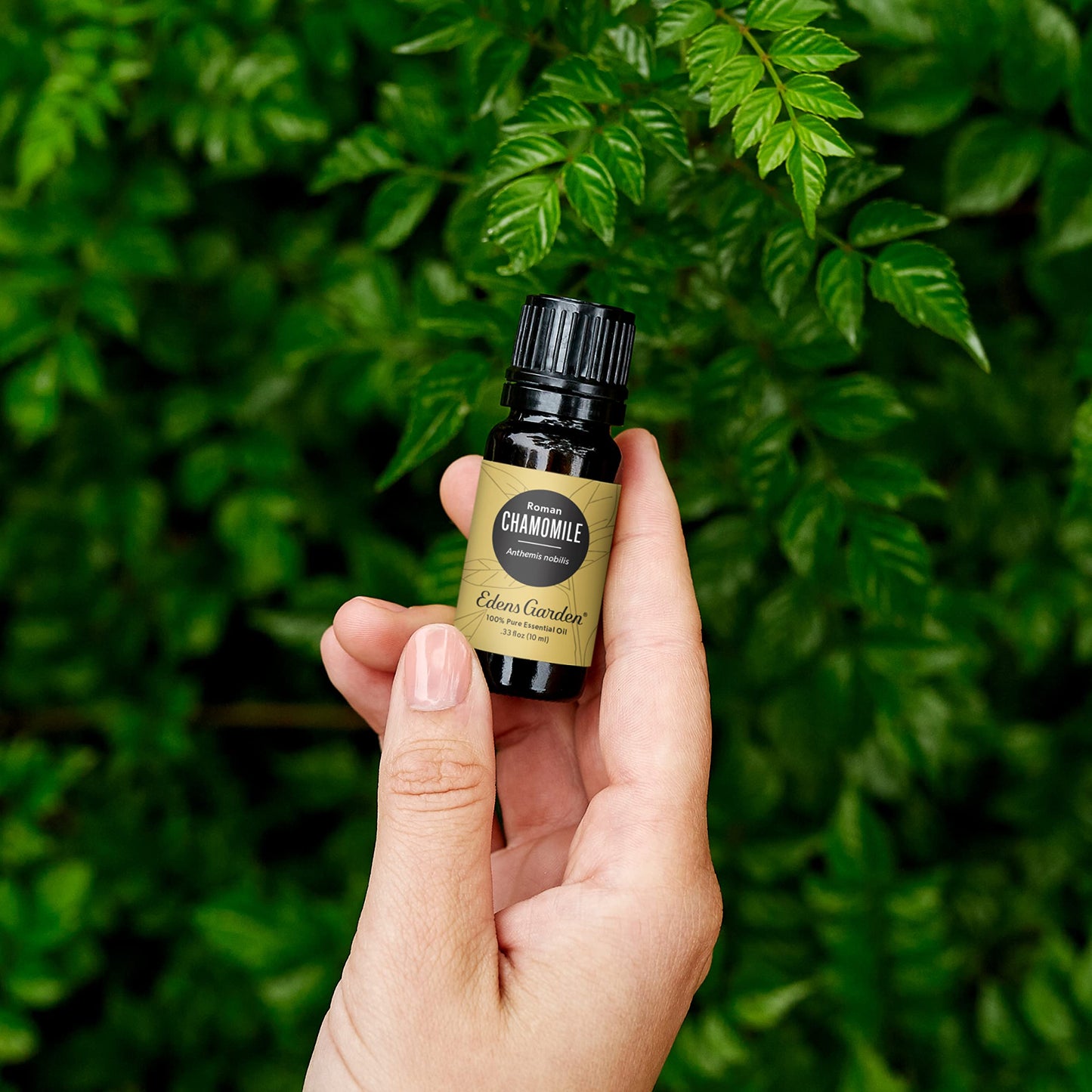 Edens Garden Chamomile-Roman Essential Oil 30 ml | 100% Pure Therapeutic Grade