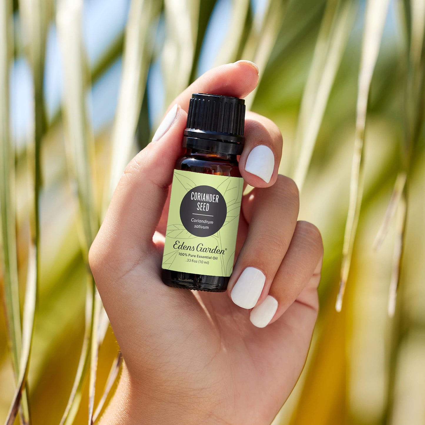 Edens Garden Coriander Seed Essential Oil - 100% Pure, Premium Grade (10 ml) | Therapeutic Aromatherapy
