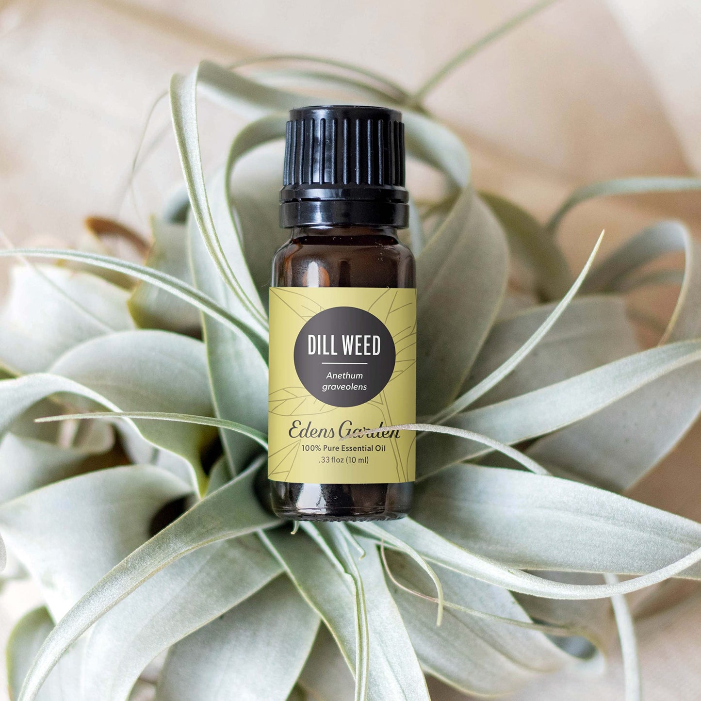 Edens Garden Dill Weed Essential Oil - 100% Pure, Premium Grade, 30 ml