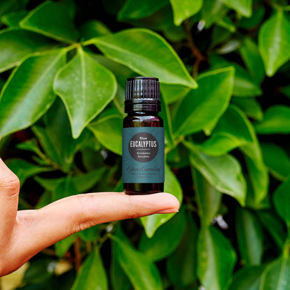 Edens Garden Eucalyptus-Blue Essential Oil - 100% Pure Premium Grade, 10 ml