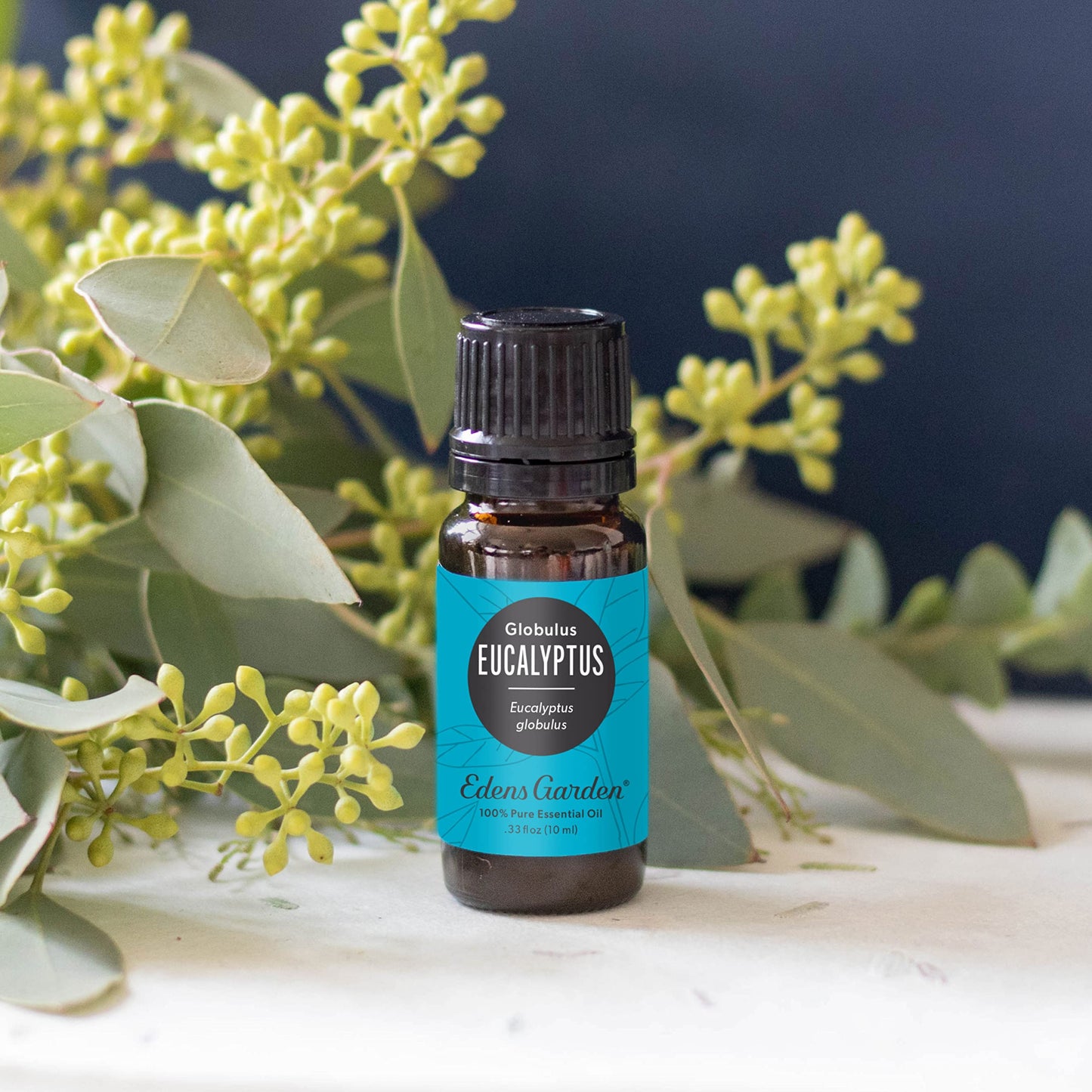 Edens Garden Eucalyptus Globulus Essential Oil - 100% Pure Premium Grade, 10 ml