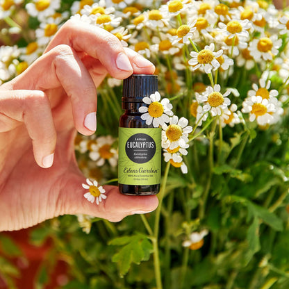 Edens Garden Eucalyptus Lemon Essential Oil – 10 ml, 100% Pure Premium Grade