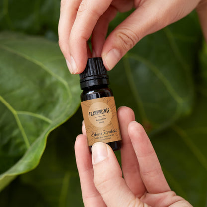 Edens Garden Frankincense Around The World Essential Oil – 100% Pure, Premium Grade, 10 ml