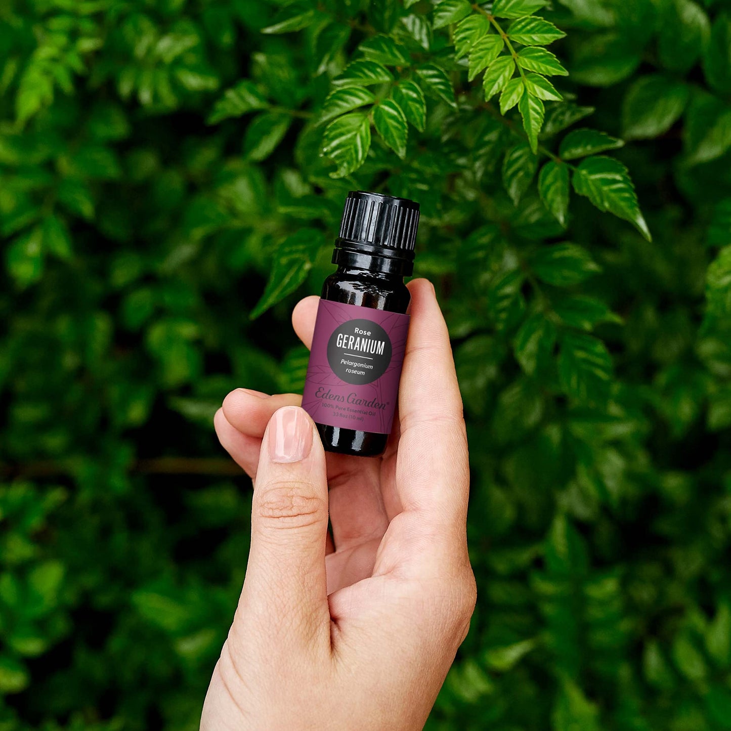 Edens Garden Geranium-Rose Essential Oil | 100% Pure Premium Grade, 10 ml