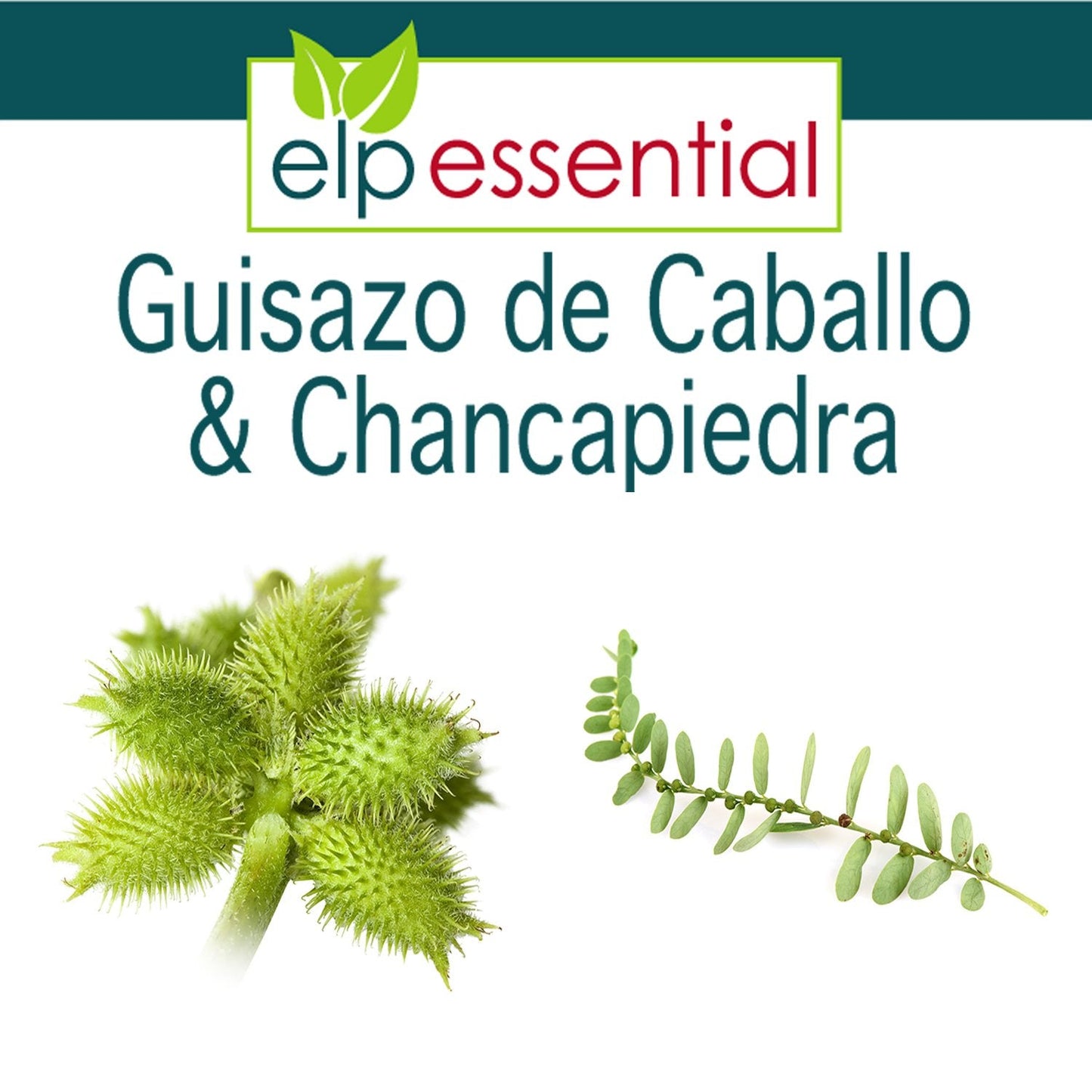 ELP ESSENTIAL Guisazo de Caballo & Chancapiedra 500 mg - 90 Capsules Pack of 2 | Promotes Healthy Kidneys