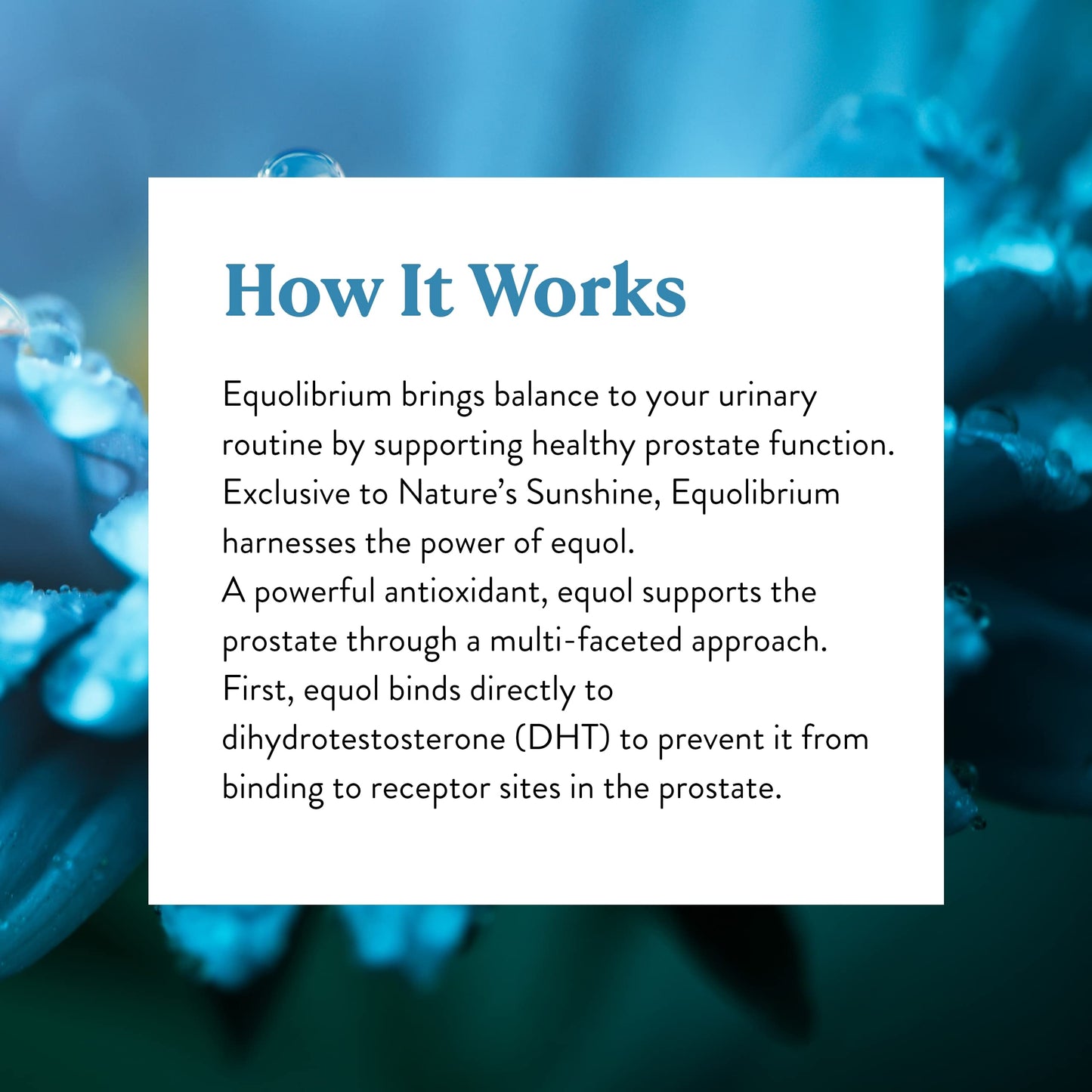Nature's Sunshine Equolibrium 60 Capsules | Prostate Support