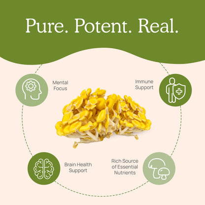 Real Mushrooms Ergothioneine Supplement – Golden Oyster Mushroom Extract, 60 Capsules – Organic, Vegan, Non-GMO
