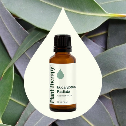 Plant Therapy Eucalyptus Radiata Essential Oil 30 mL (1 oz) - 100% Pure