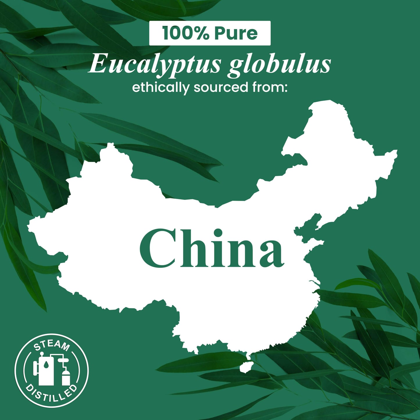 Handcraft Blends Eucalyptus Essential Oil – 1 Fl Oz, 100% Pure & Natural