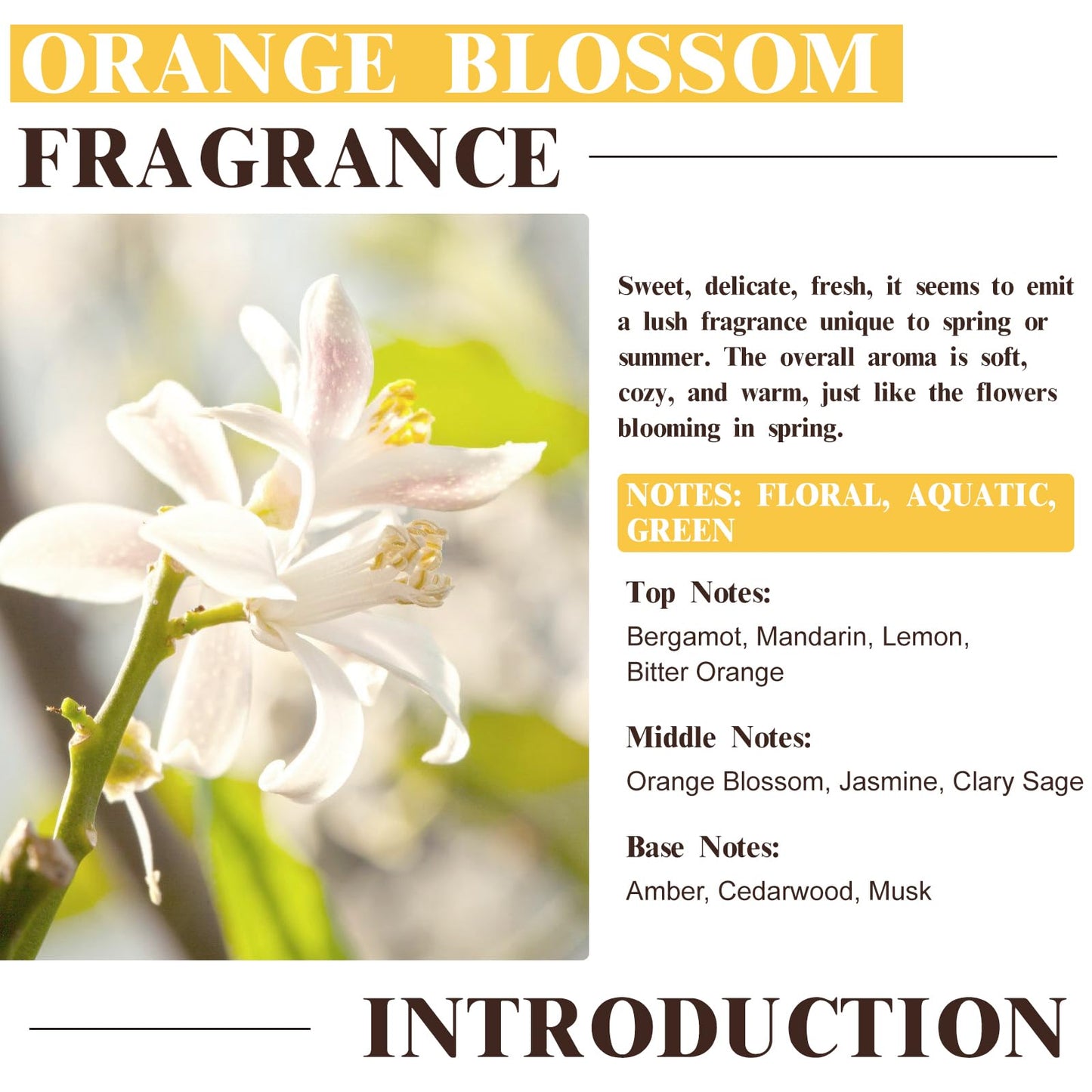 EUQEE Orange Blossom Fragrance Oils, 60ml – Glass Dropper for Diffusers, Candles & Soap
