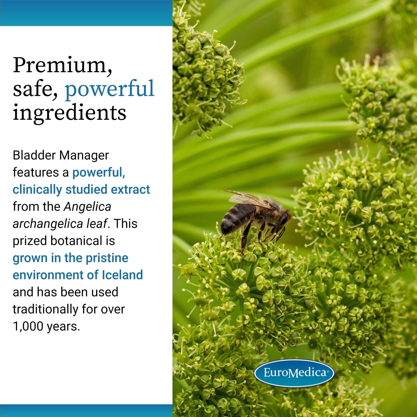 EuroMedica Bladder Manager - Bladder Health Supplement with Angelica Leaf Extract | Vegan Capsules (30)