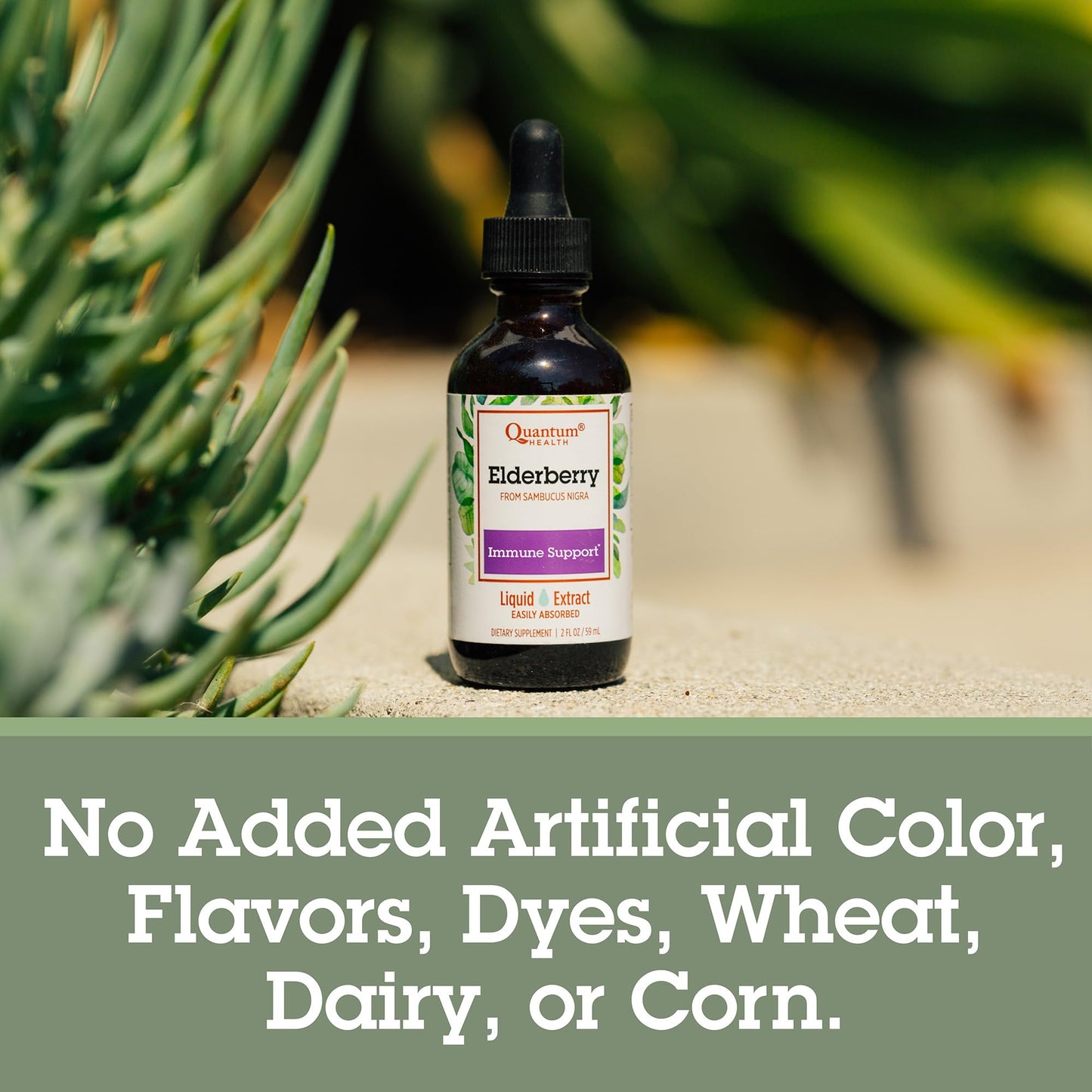Quantum Health Black Elderberry Liquid Extract 700mg | Immune Support (Sambucus nigra) 2oz - Vegan