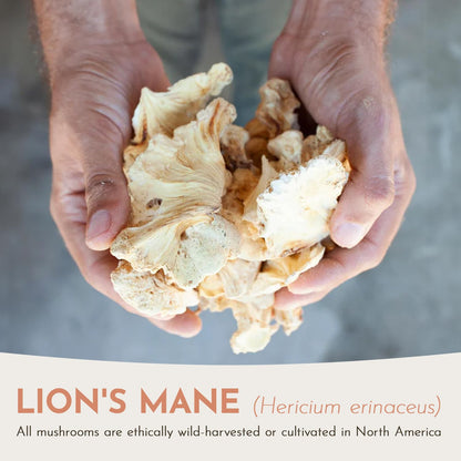 Feral Fungi Lion's Mane Tincture - 1 oz | 100% Pure USA-Grown Mushroom Extract