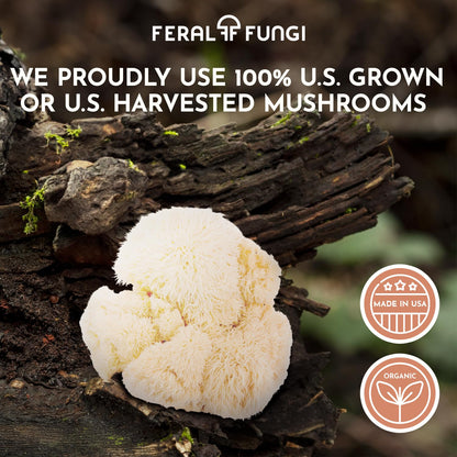 Feral Fungi Lion's Mane Tincture - 1 oz | 100% Pure USA-Grown Mushroom Extract