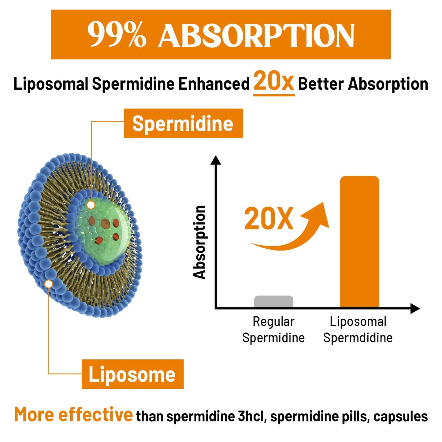 CORPORALIGHT 30mg Spermidine Softgels – High Absorption, Fermented Wheat Germ Extract, 240 Count