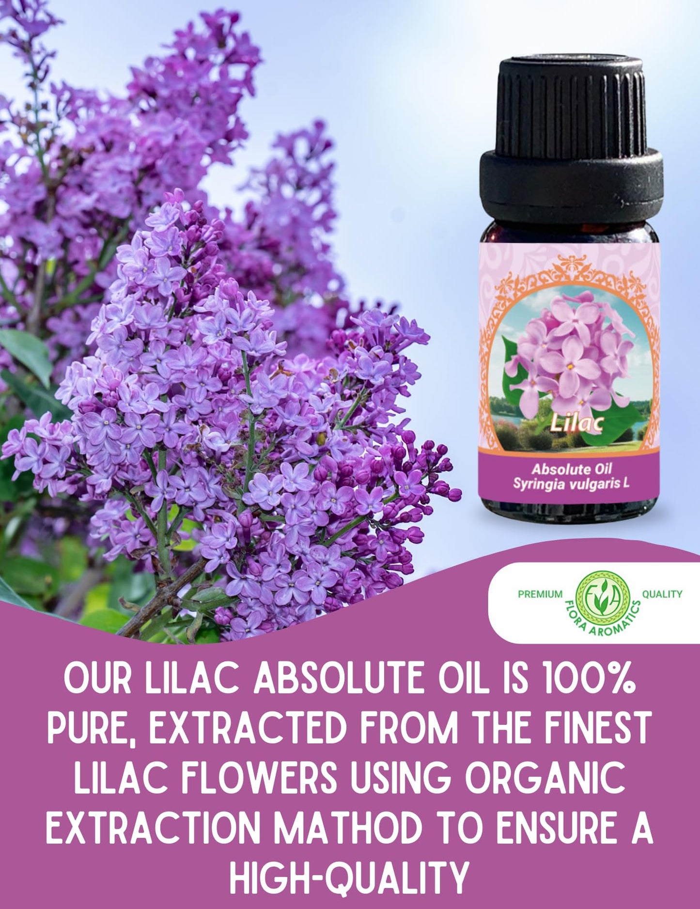 Lilac Absolute Oil | 100% Pure Syringa Vulgaris (Therapeutic Grade) | Flora Aromatics