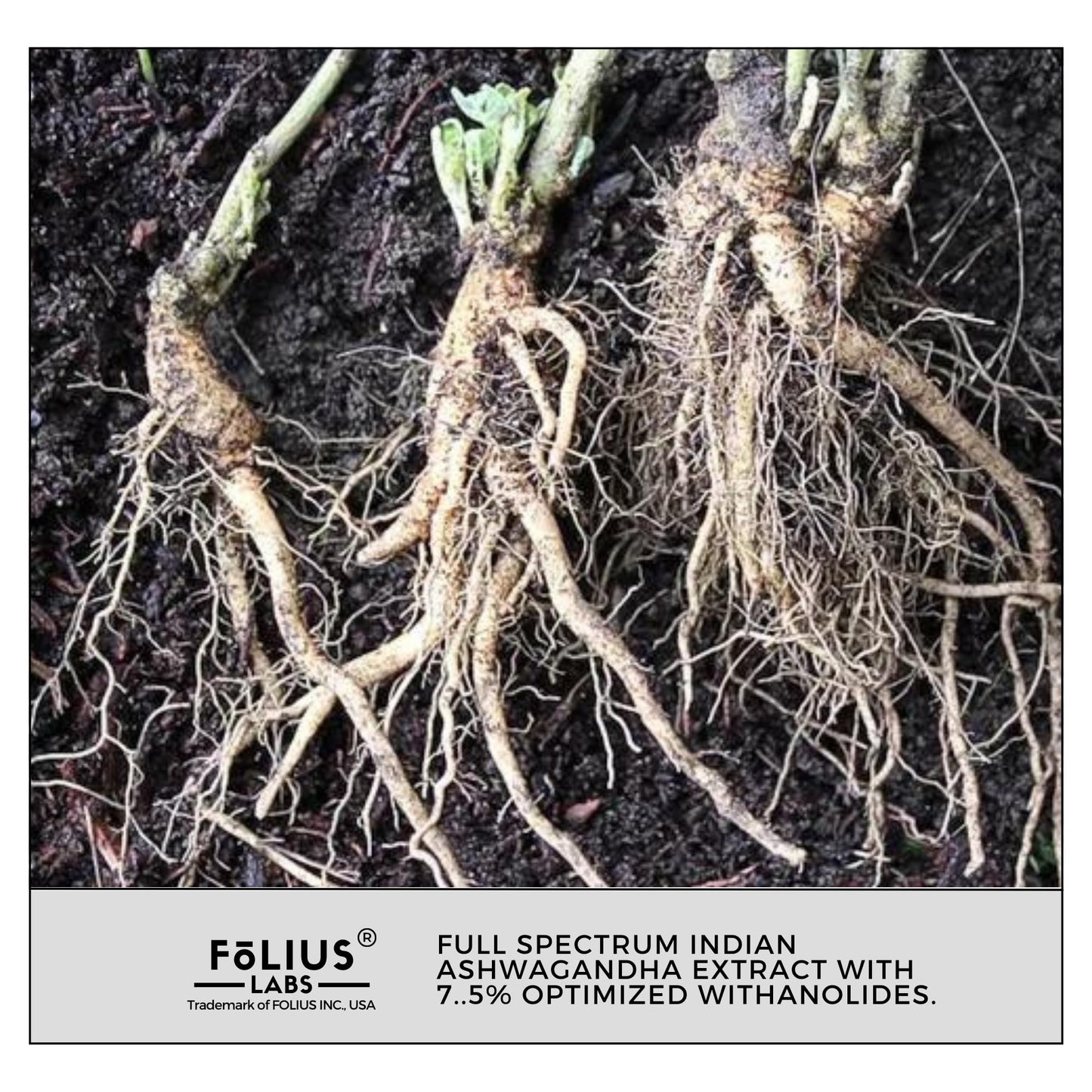 FOLIUS LABS Ashwagandha 7.5% - 500mg, 120 Capsules | Stress & Mood Support