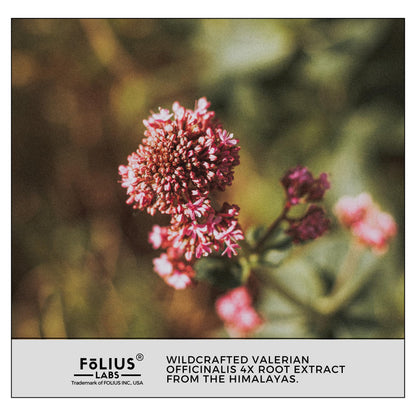 FOLIUS LABS Valerian Root 4:1 Extract Capsules 750mg – 60 Capsules | Gluten Free, Non-GMO, Optimized Active Purity, 4X Concentration