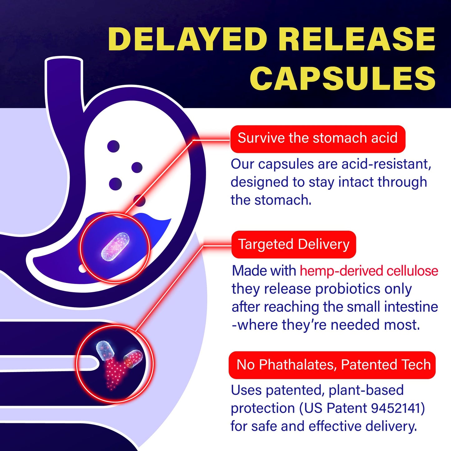 FOLONA Akkermansia GLP-1 Probiotic with Berberine & Beta-Glucan – Delayed-Release, 60 Capsules