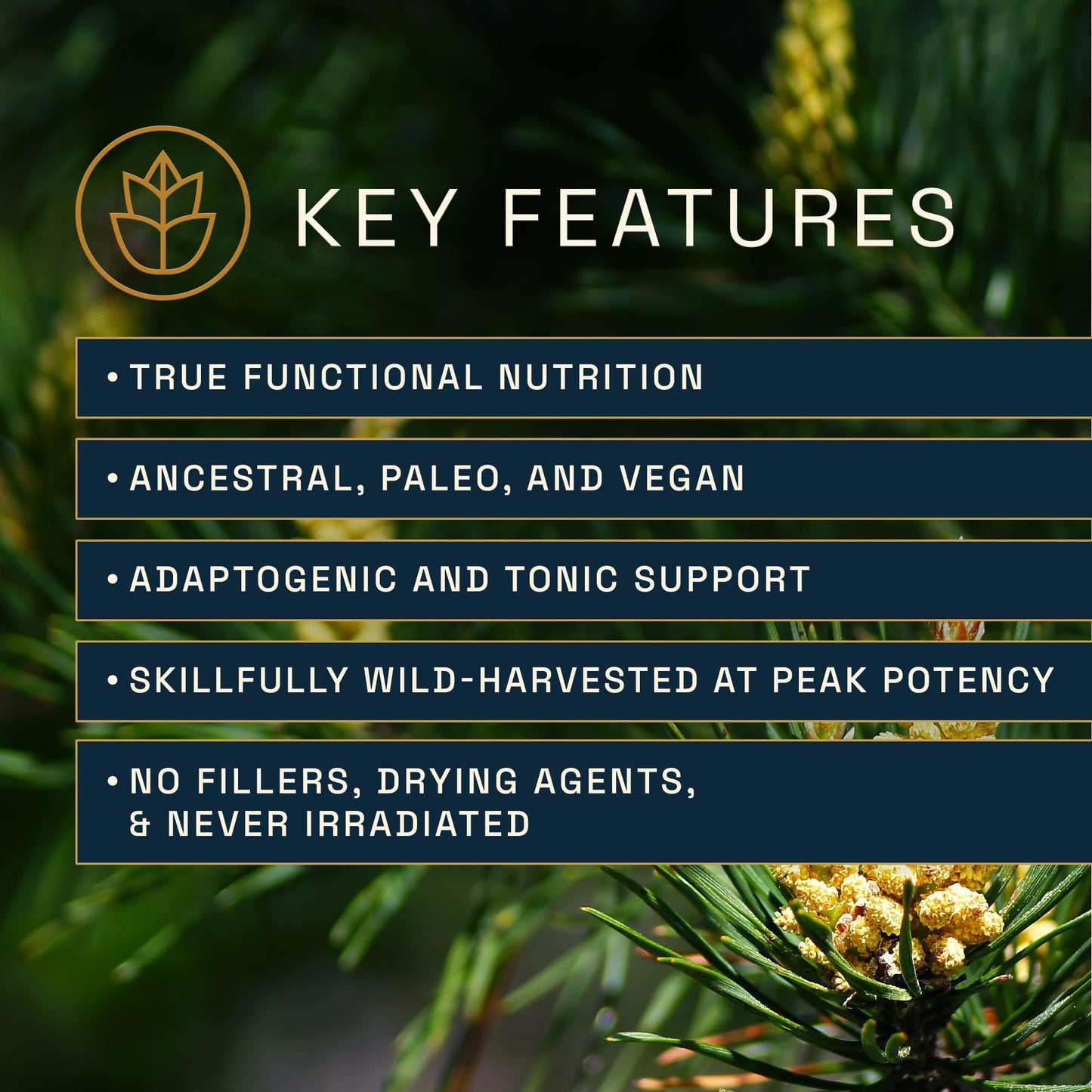 Forest Manna RAW Pine Pollen Powder – Adaptogenic Nutrition | Single Origin, 280g Pouch
