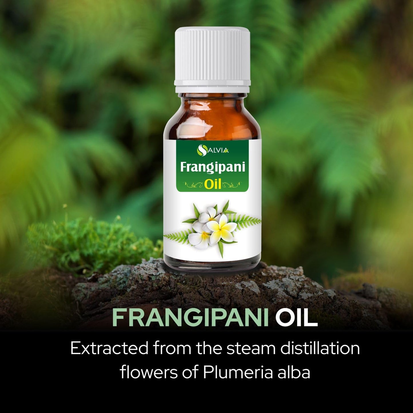 Frangipani (Plumeria) Oil – 100% Pure & Natural Undiluted Essential Oil | Organic Standard | 15ml