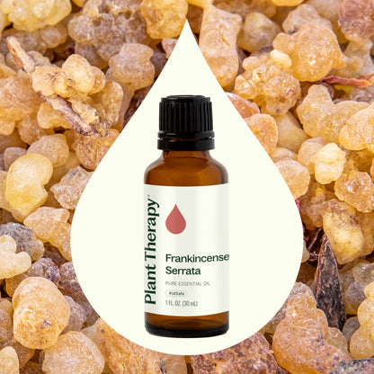 Plant Therapy Frankincense Serrata Essential Oil – 100% Pure, Therapeutic Grade 30 mL (1 oz)