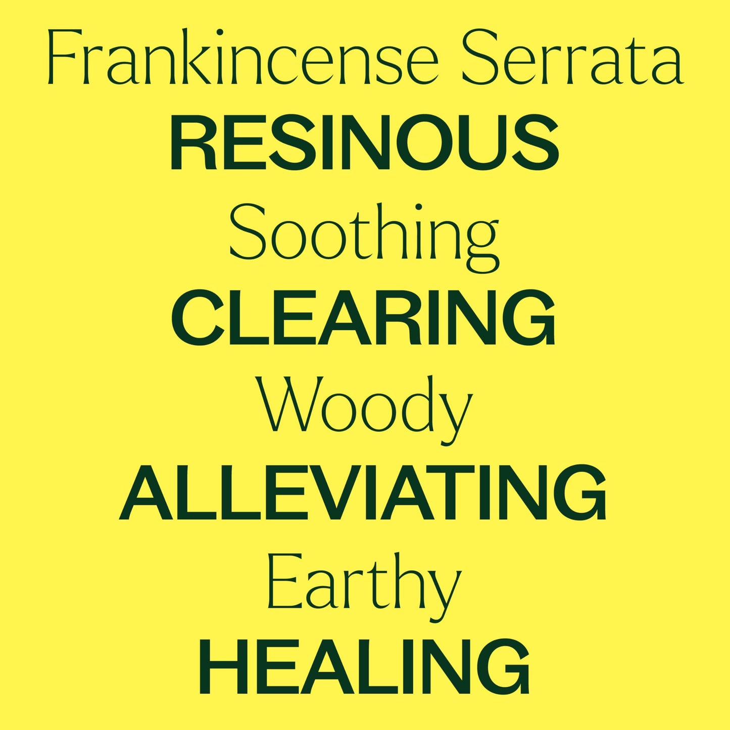 Plant Therapy Frankincense Serrata Essential Oil – 100% Pure, Therapeutic Grade 30 mL (1 oz)