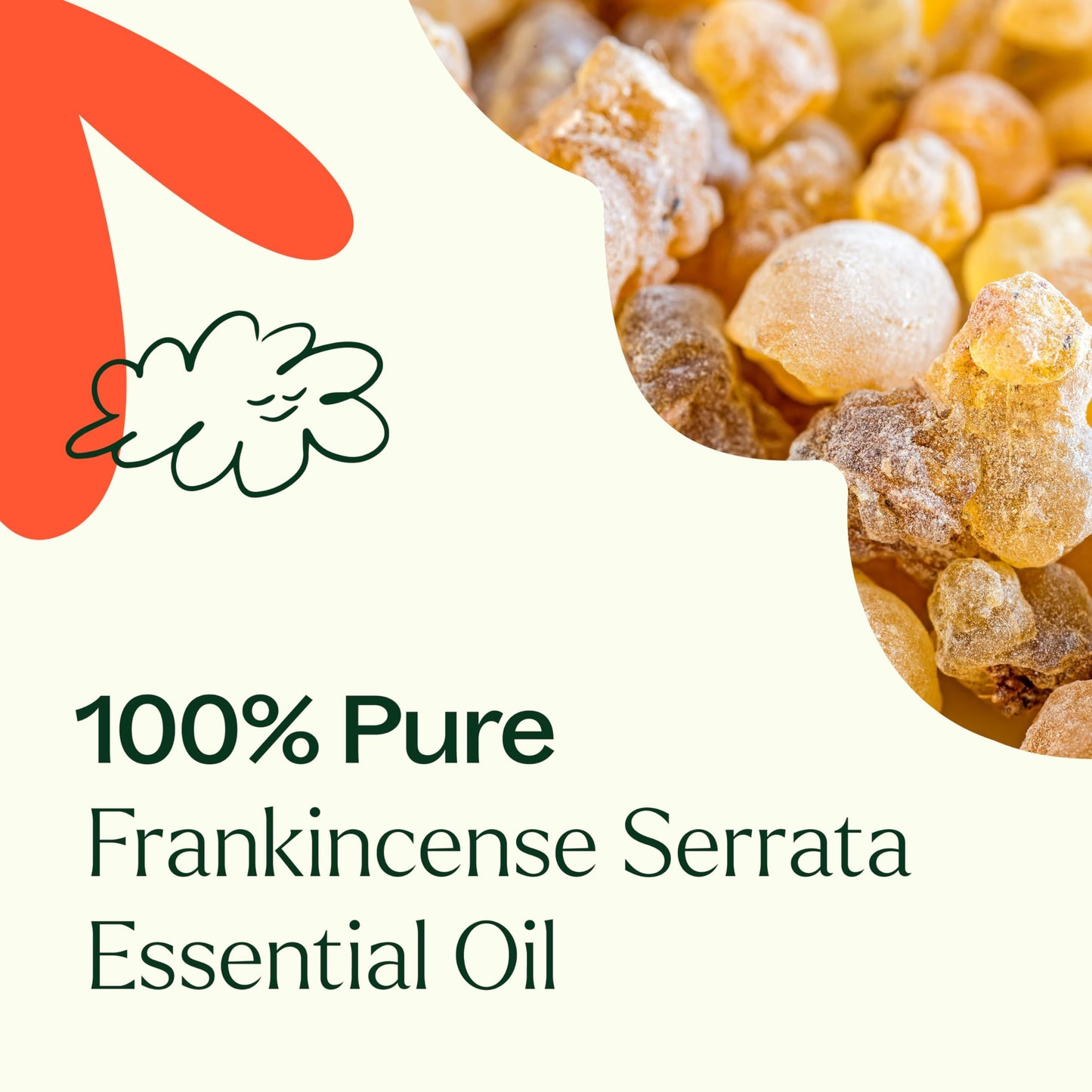 Plant Therapy Frankincense Serrata Essential Oil – 100% Pure, Therapeutic Grade 30 mL (1 oz)