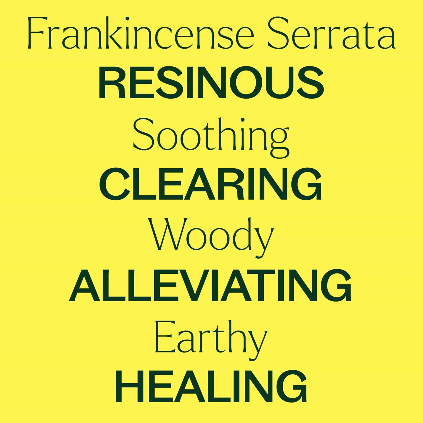 Plant Therapy Frankincense Serrata Essential Oil – 100% Pure, 10 mL