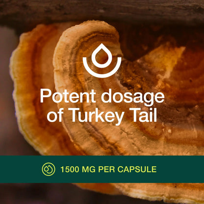 Fresh Nutrition Organic Turkey Tail Mushroom Extract – High Beta Glucans, 2-Pack, 180 Vegan Capsules BritishVita | Premium UK Vitamins & Wellness Supplements