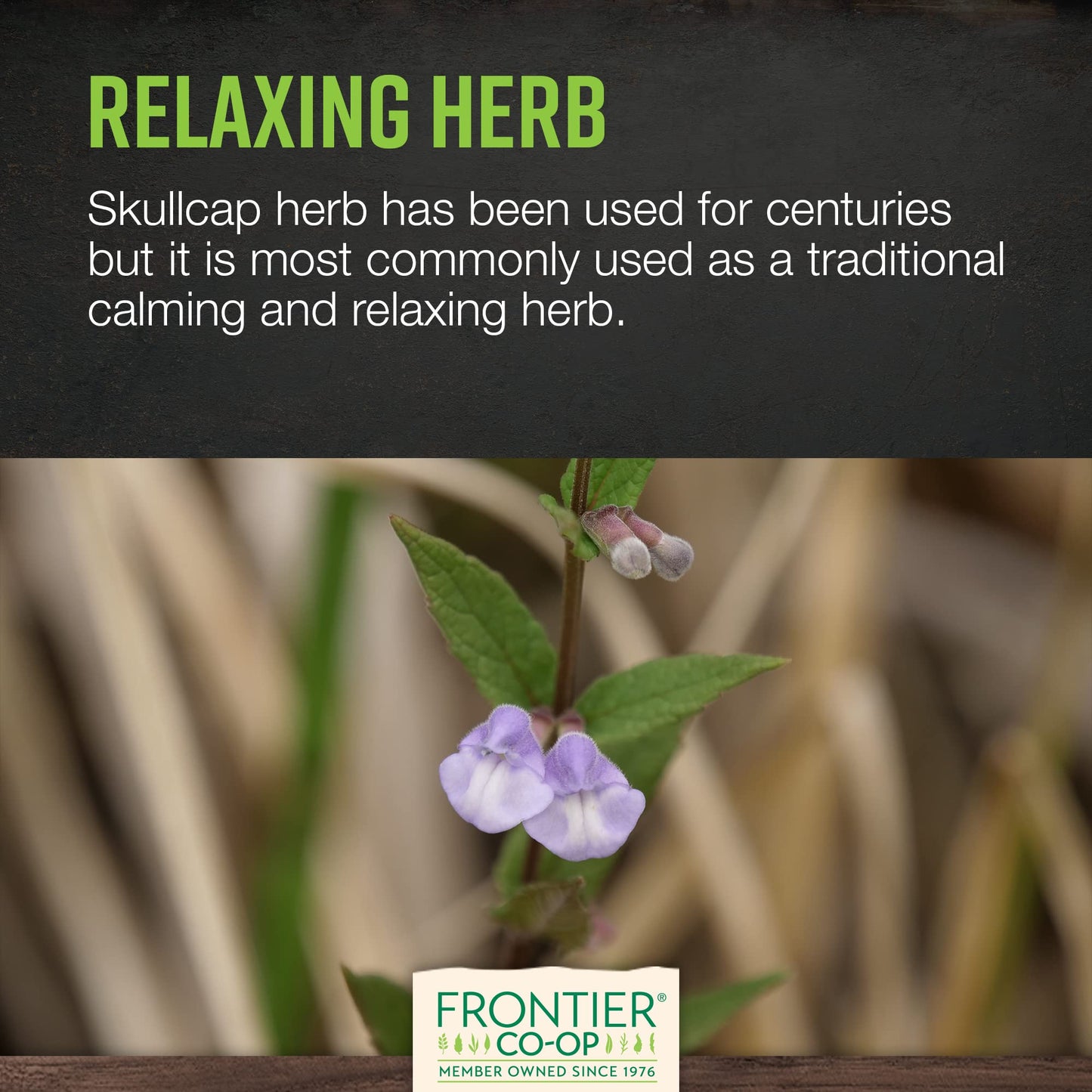 Frontier Co-op Organic Skullcap Herb (Cut & Sifted) 1lb – Certified Organic